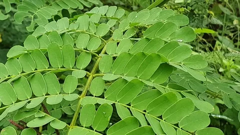 Small round green leaves on the edge of the road Stock Footage 299660993