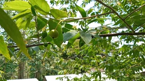 Small round shaped cherries Video stock 318770946