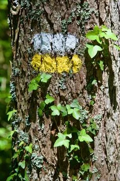 Small route trail marks painted in a pine Stock Photos