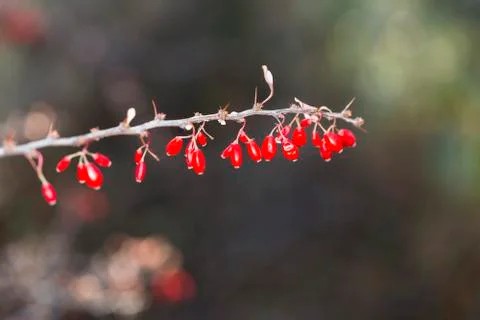 Small row of tiny red fruits coming off a thin tree branch Stock Photos