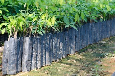 Small rubber tree in nursery Stock Photos