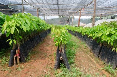 Small rubber tree in nursery Stock Photos