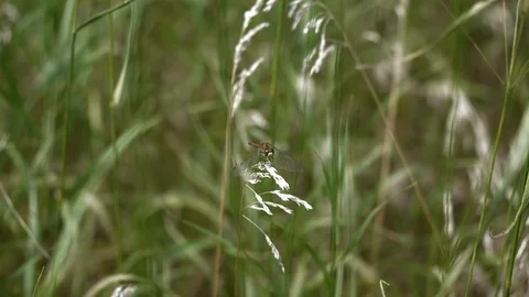 Small Ruby-meadowhawk dragonfly twitches its head on a tall prairie grass. Video stock 91473985