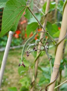 Small runner beans start to grow from a vine Stock Photos