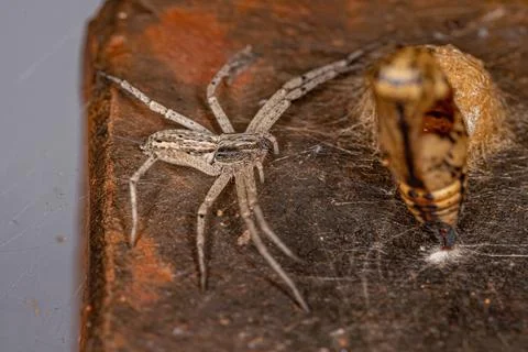 Small Running Crab Spider Foto stock