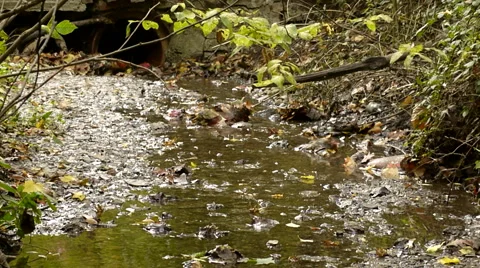 Small Running Creek Stock Footage 60583663