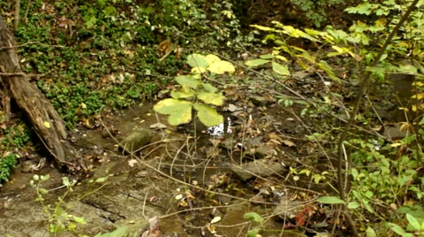 Small Running Creek Video stock 60583752