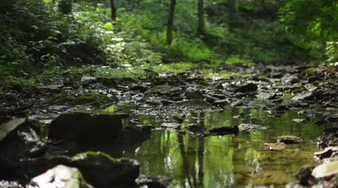 Small Running Natural Stream 1080/24p HD Stock Footage 24829129