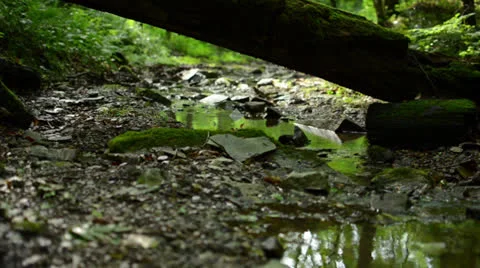 Small Running Natural Stream Under Tree Trunk 1080/24p HD Stock Footage 24828930