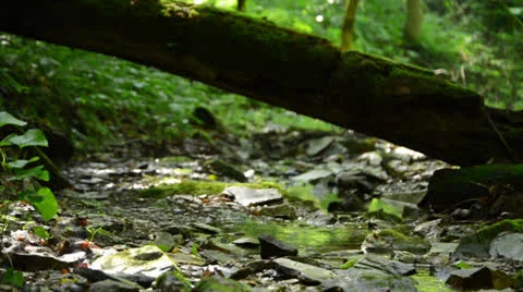 Small Running Natural Stream Uner Tree Trunk 1080/24p HD Stock Footage 24829207