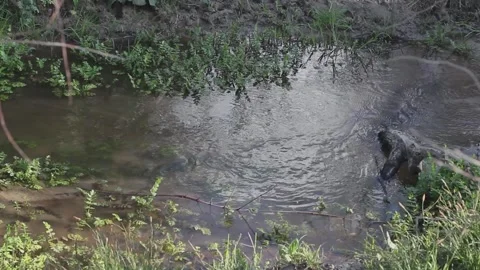 Small running stream in the summer forest Stock-Footage 164194593