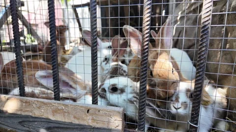 Small rural rabbit enclosure with rabbits in a simple cage on a village farm. Stock Footage 326201414