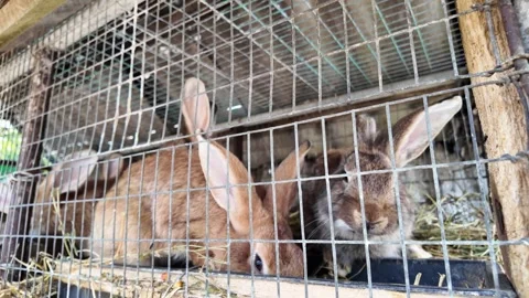 Small rural rabbit enclosure with rabbits in a simple cage on a village farm. Stock Footage 331650145