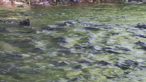 Small rural river Vídeo Stock 143609298