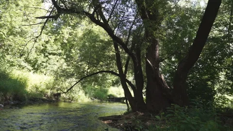 Small rural river Stock-Footage 144909324