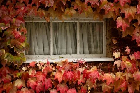 Small rustic window framed by red and yellow ivy leaves in autumn, Virginia.. Stock Photos