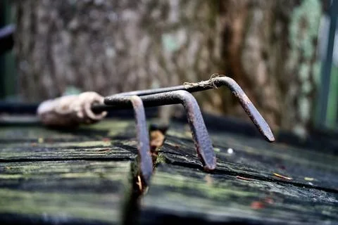 Small Rusty Garden Hand Rake With a Strand of Vegetation Wrapped Around One Tine Stock Photos