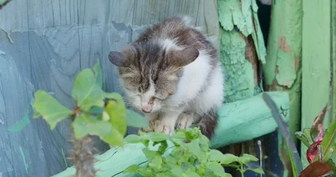 A small, sad and sick kitten sits atop a green wooden fence outside. Stock Footage 302304415