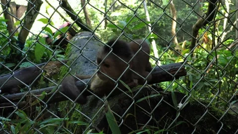 A small sad looking capuchin monkey cebus albifrons looking at the camera Stock Footage 142758796