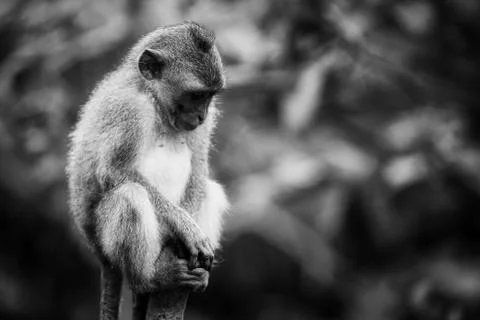 Small Sad Monkey Stock Photos