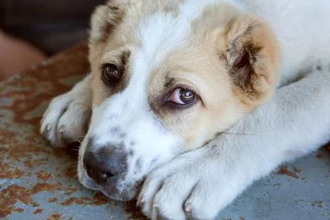 Small sad puppy. Foto stock