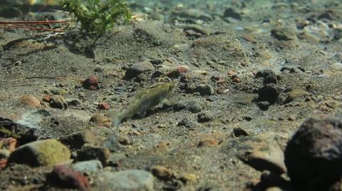 SMALL SALMON MINNOW SWIMS CLOSE TO RIVER FLOOR – UNDERWATER Stock Footage 53344865