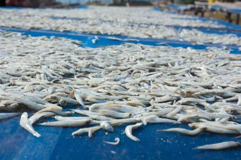 Small salted fish dried under the sunlight Stock Photos