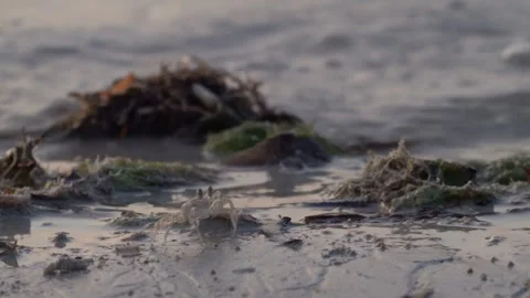 Small sand crab on the beach next to algaea Stock Footage 254001613