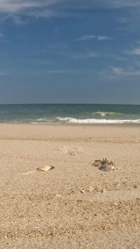 Small sand crab crawling on the Ocean beach Stock Footage 330632850