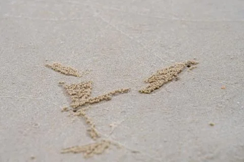 Small sand crab patterns on tropical beach Thailand Stock-Fotos