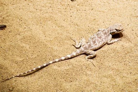 A small sand lizard hiding in the desert with camouflage skin Stock Photos