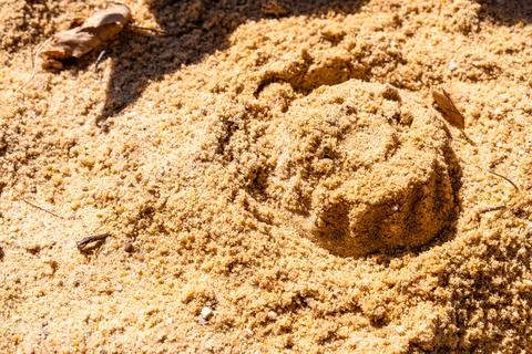 Small Sand Mold in Bright Sunlight Stock Photos