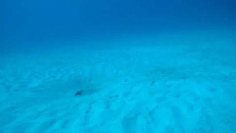 Small sand worms poking up from the ocean floor. Stock Footage 104115895