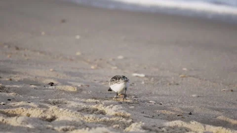 A small sanderling bird walks along the sandy beach, moving gracefully across Stock Footage 318743224