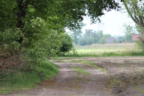 Small sandy road between a field and the forest Stock Photos
