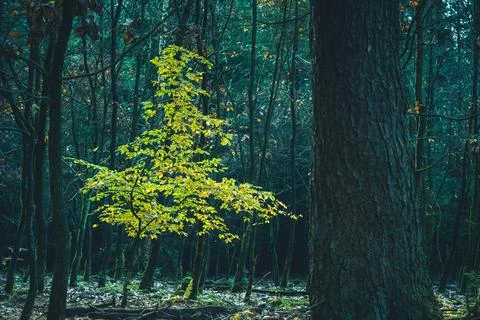 Small sapling among dark trunks in the early morning light Stock Photos