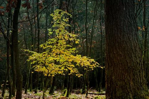 Small sapling among dark trunks in the early morning light Stock Photos