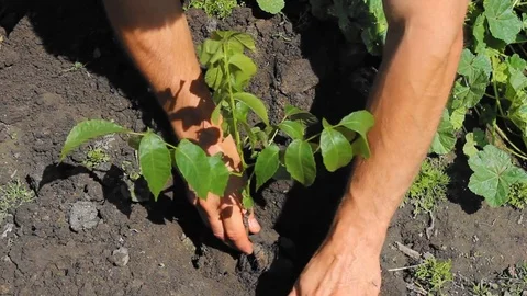 Small sapling Stock Footage 77874849
