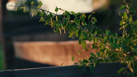 Small Sapling Growing on Fence at Sunset Stock Footage 281888444