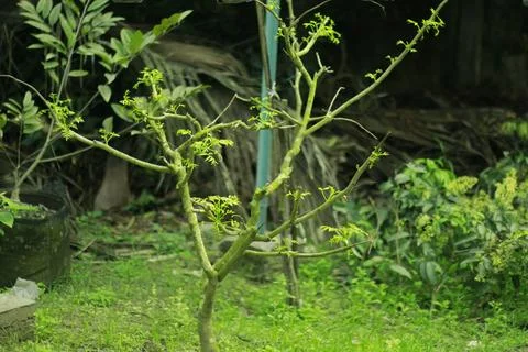Small Sapling Tree in Natural Garden Environment Stock Photos