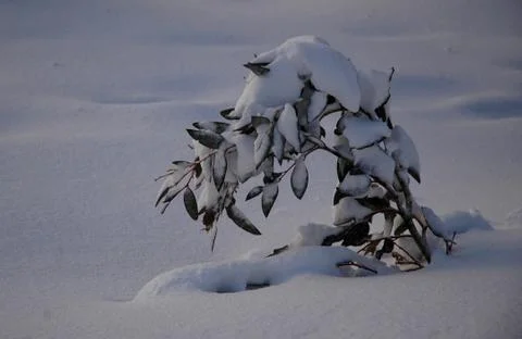 A small sapling weighed down by snow. Stock Photos