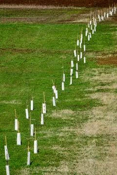 Small saplings, planted in a row Stock Photos