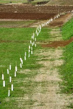 Small saplings, planted in a row Stock Photos