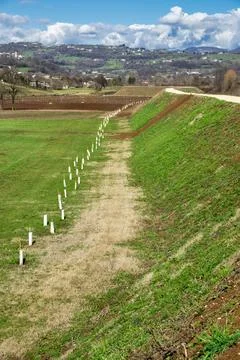 Small saplings, planted in a row Stock Photos