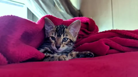 Small Savannah Cat Cozy Under Red Blanket Stock Footage 332552148
