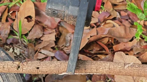 Small saw cutting the tree branch. Stock Footage 306990454