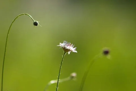 Small scabious in bloom closeup view with blurred buds and green background Stock Photos