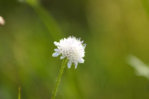 Small scabious in bloom closeup view with green blurred background Stock Photos