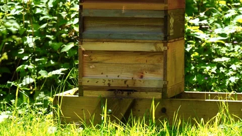 Small scale bee apiary, hives to produce local honey Stock Footage 276320197