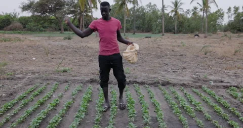 Small scale Black African farmer throwing fertiliser on vegetables on a farm  Stock Footage 266902875
